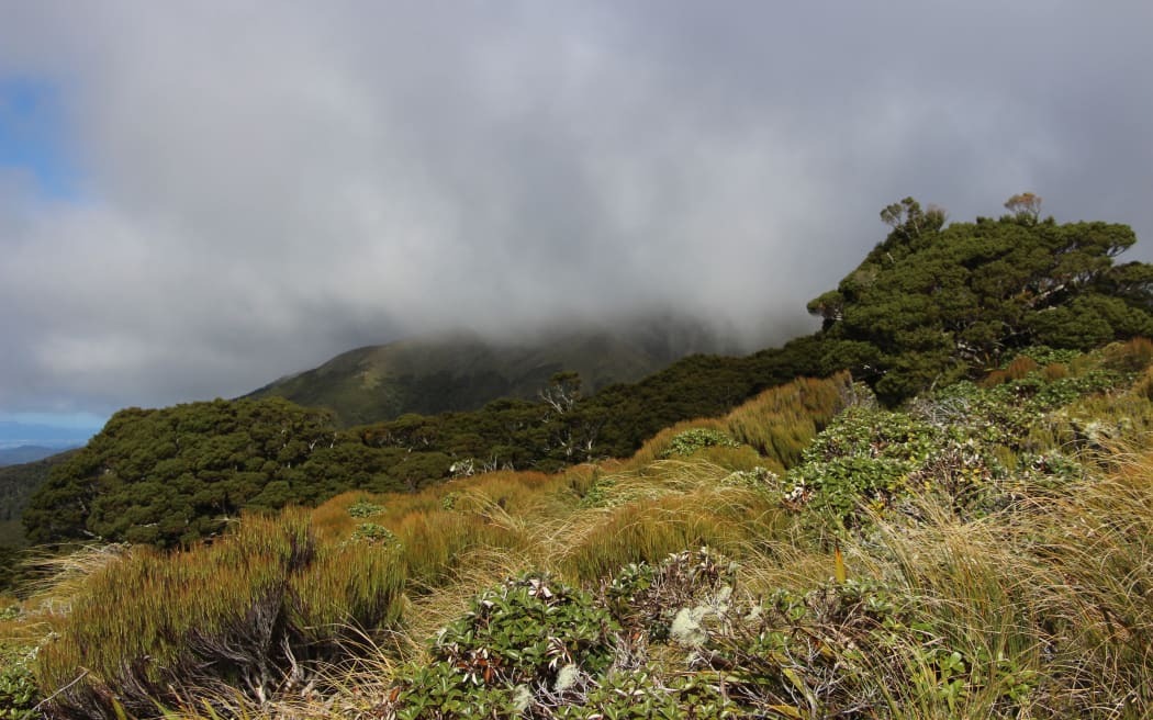 Tararua Forest Park