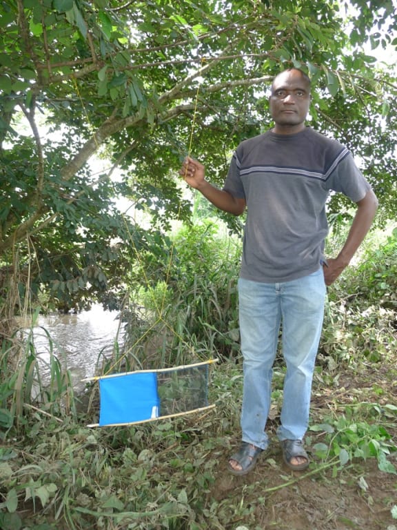 Hanging tiny target to trap Tsetse flies.