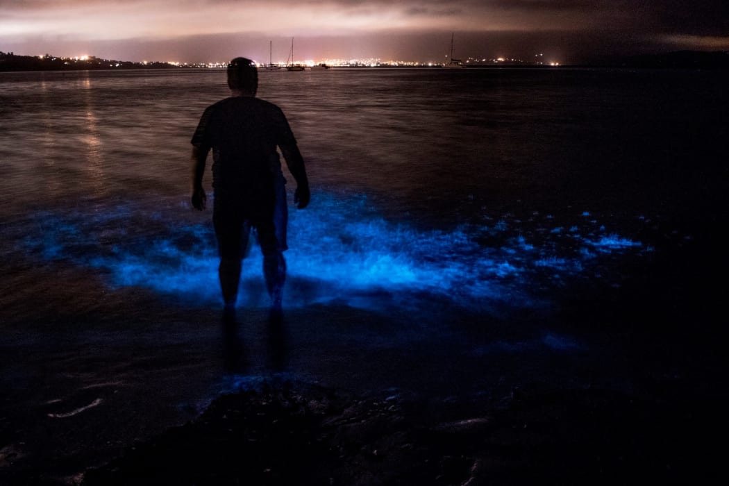 Molly Smith's husband stirs up the plankton to make it light up.