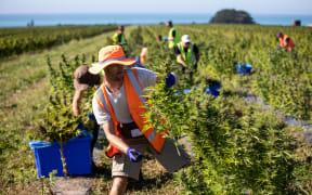 Puro cannabis farm in Kēkerengū, between Blenheim and Kaikōura.