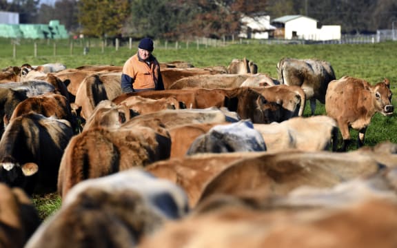 A farmer walking among a herd of cows on a farm near Cambridge in 2018.