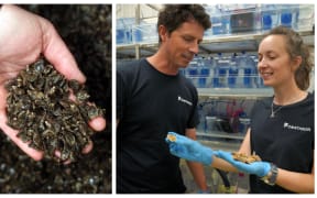 Julien Vignier and Lizenn Delisle at Cawthron Institute's Te Wero research facility