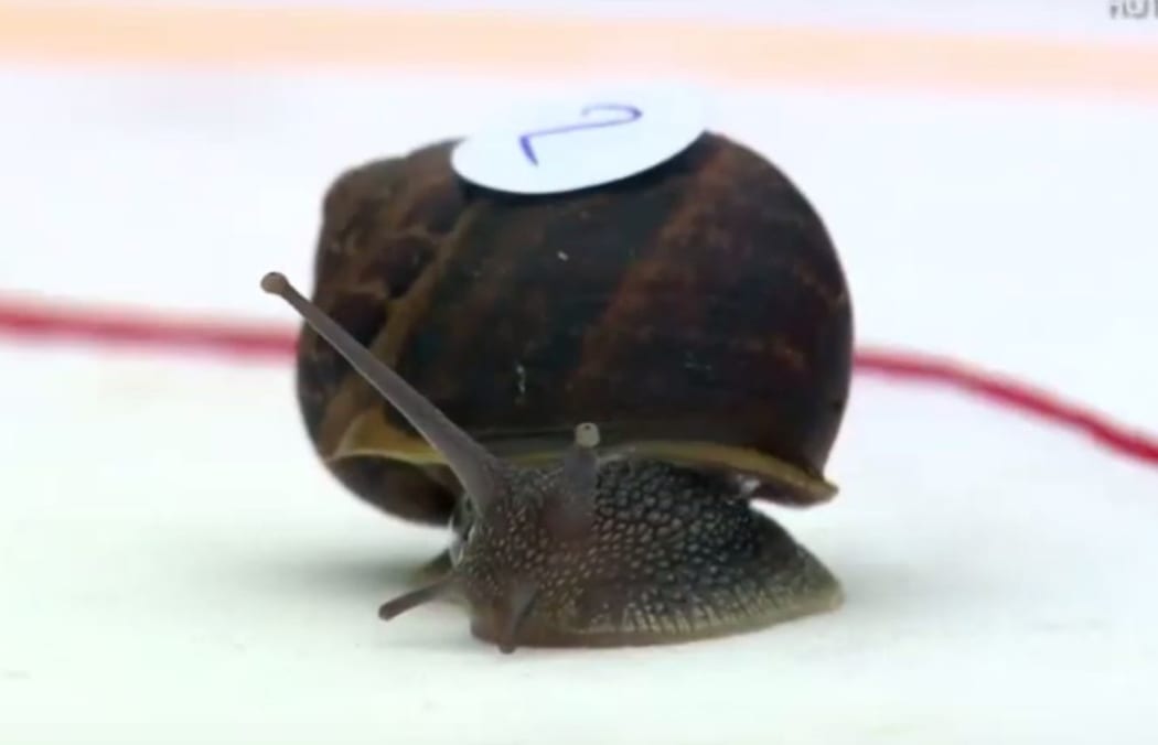 The great UK snail race | RNZ