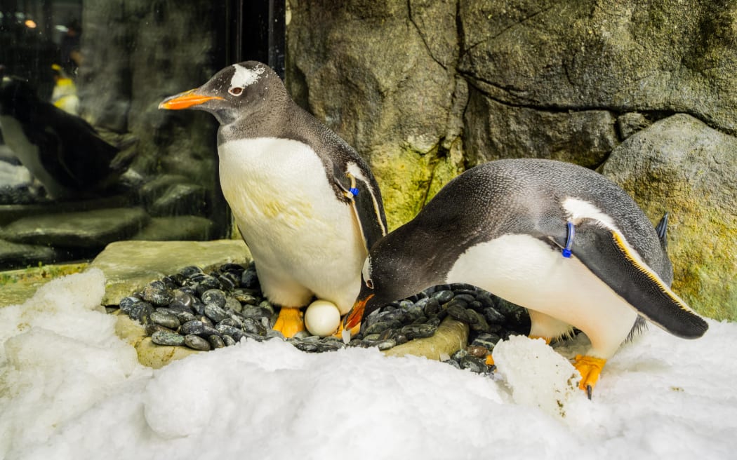 Sphen (left) and Magic tending to one of their two eggs during their six-year relationship.