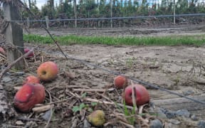 Orchard in Dartmoor Rd in Hawke's Bay