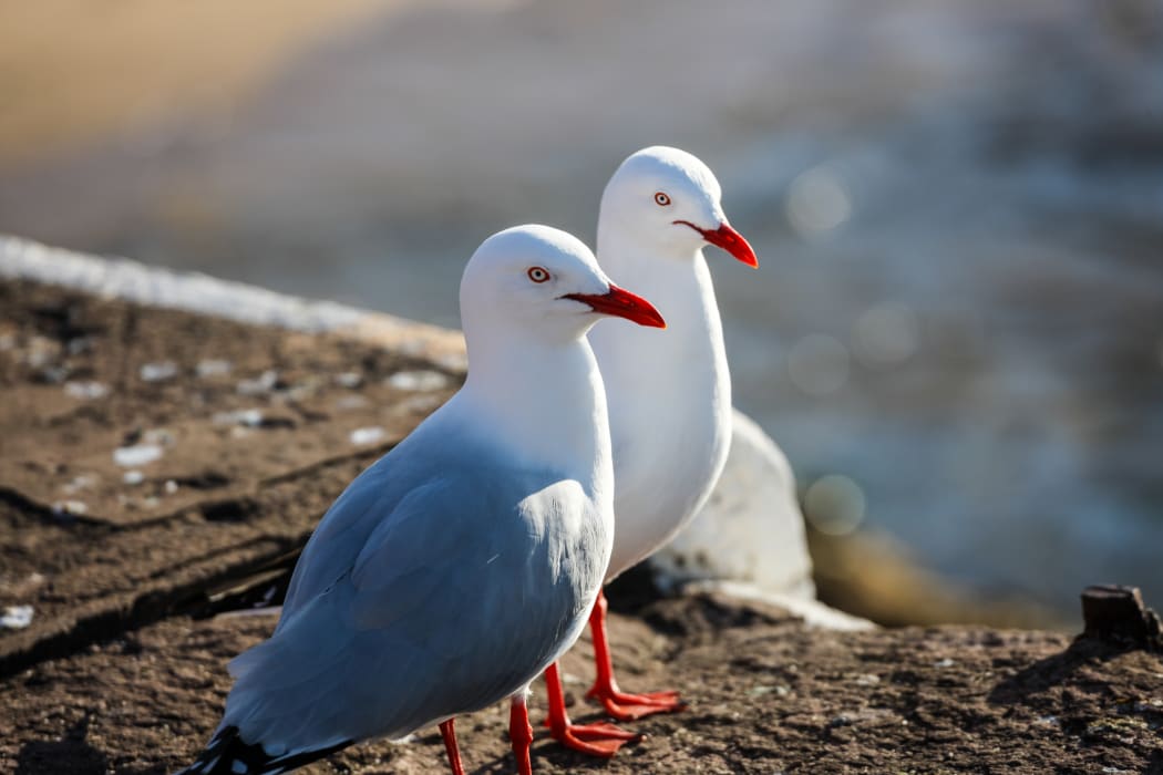 Australian seagulls.