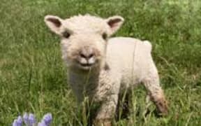 Baby Doll sheep
