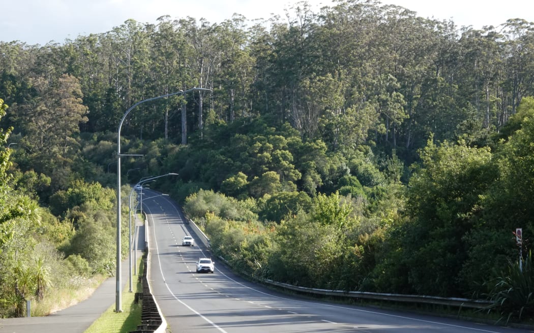 Kerikeri’s distinctive gums, including these next to the Heritage Bypass, are about to be felled.