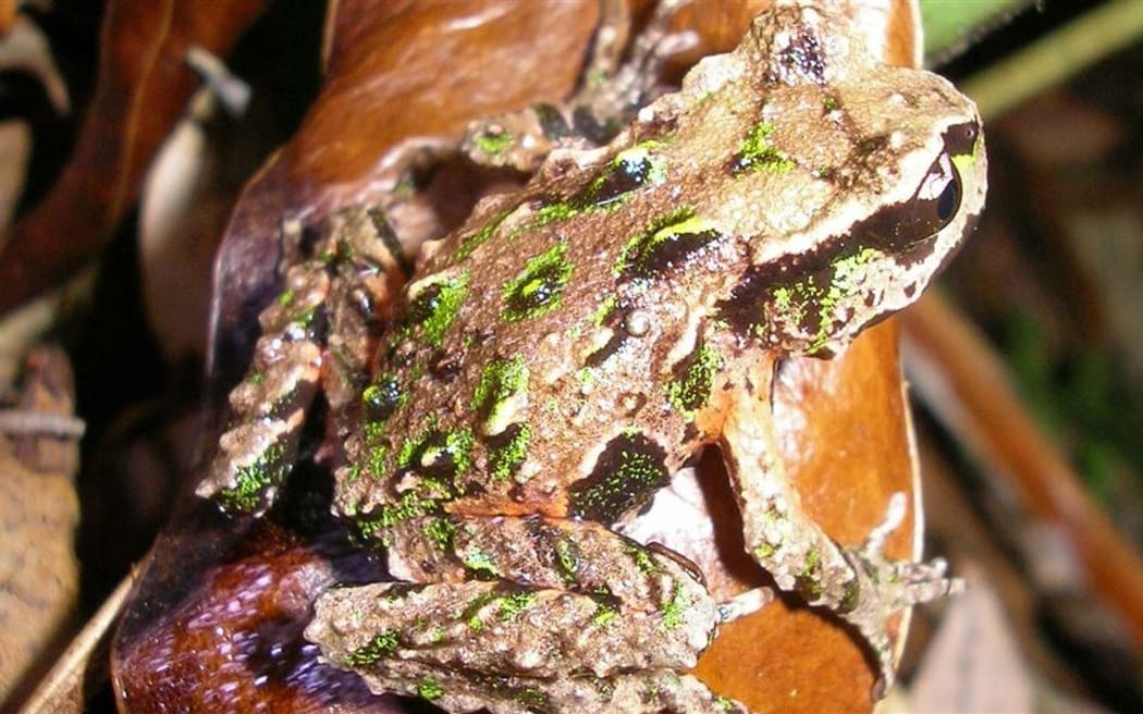 The endangered Archey's frog is one of four remaining species of native frog, and the only terrestrial frog found on mainland New Zealand.