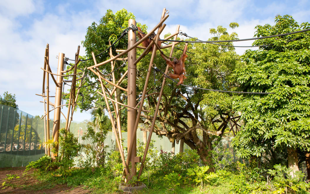 Auckland Zoo's new immersive primate habitat has opened.