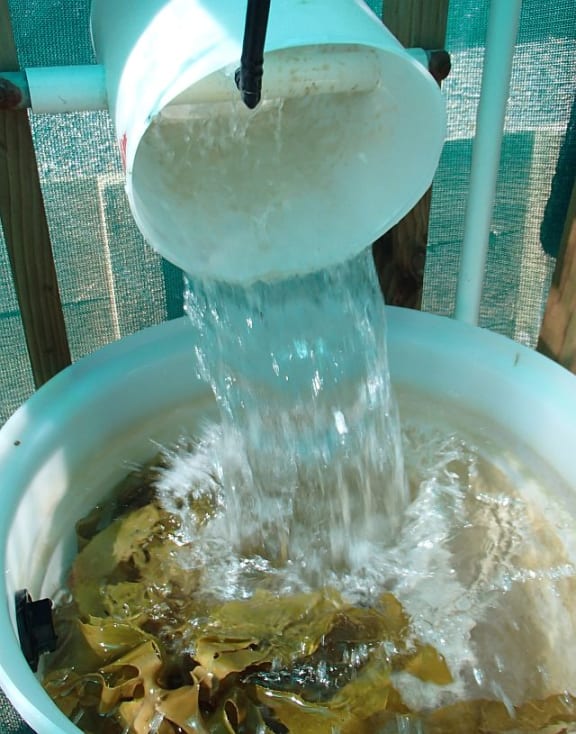 Kelp requires moving water, so Kirsten's experimental set-up uses tipper buckets that are reminiscent of the Bucket Fountain in Wellington's Cuba Street.