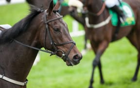 Thirty thoroughbred race horses were due to be flown to Hong Kong in July last year.