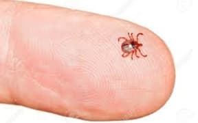 lone star tick