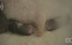 First twin pandas born in captivity in 2017 pass one month mark