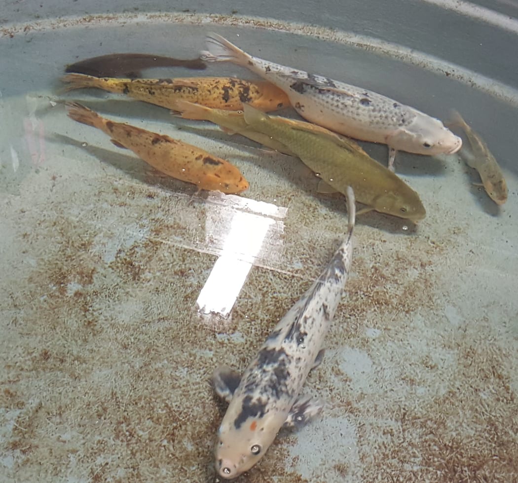 Koi carp are a pest in lakes and rivers in the Waikato. They exist in large numbers, and they stir up sediment and make the water muddy.