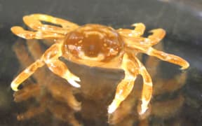 New Zealand pea crab