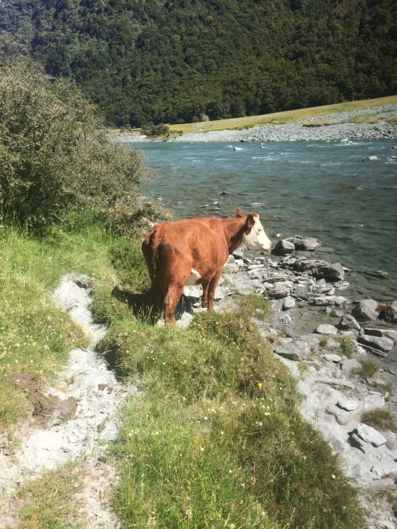 Cattle in Matukituki Valley