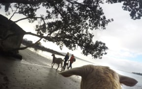 Steve and Dave the goats