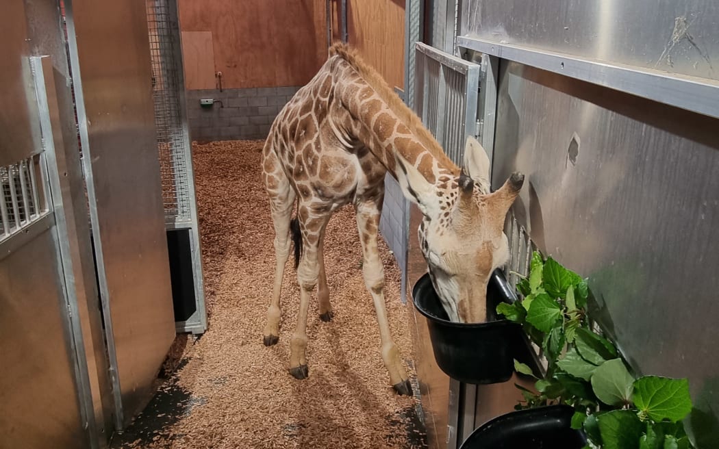 Jabali the giraffe getting used to his trailer.