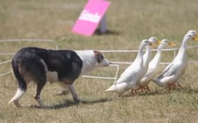 Wairau Valley farmer Donald Stuart's heading dog Charm herds ducks at the NZ Agricultural Show.