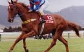 Kiwi horse
