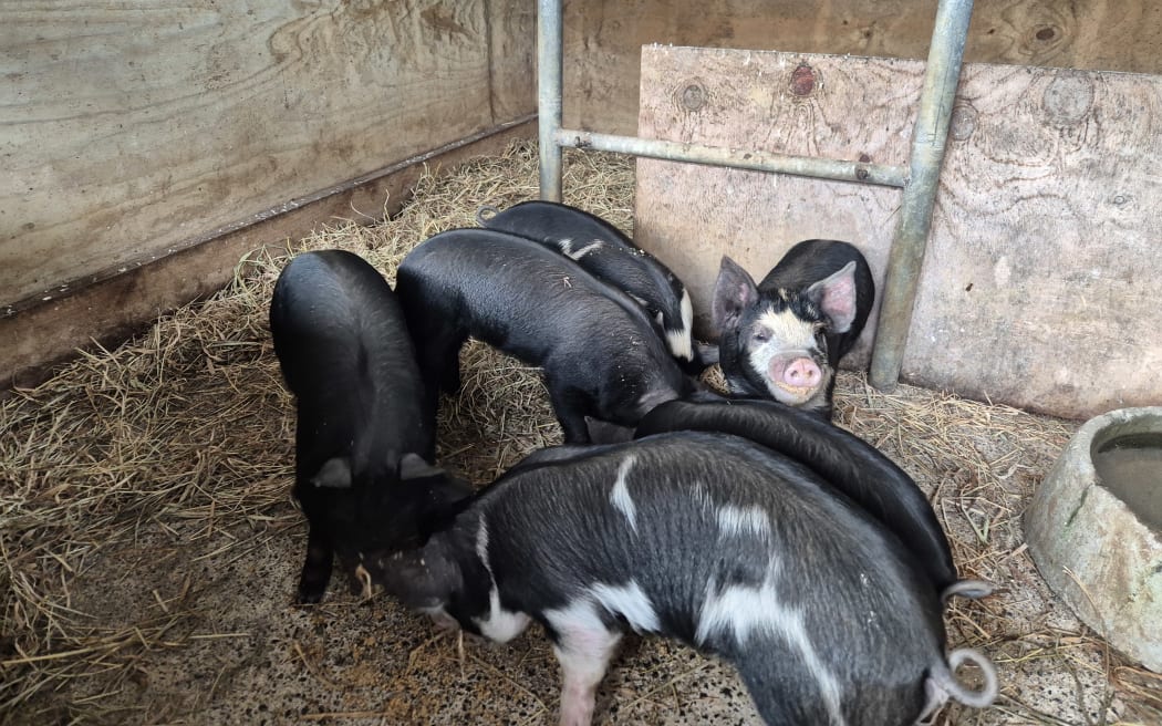 Six hungry piglets enjoy their breakfast.