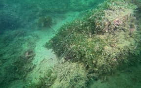 The patch of caulerpa in Omaha Cove was the first infestation found near mainland Auckland.