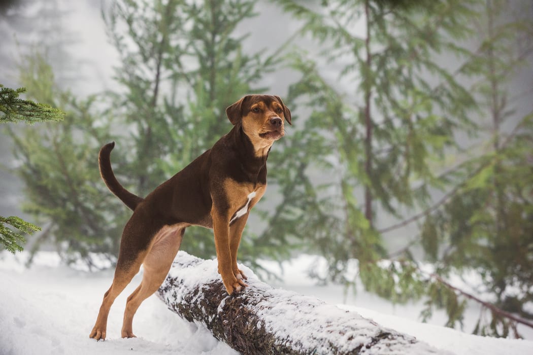 Bella (Shelby) in Columbia Pictures’ A Dog’s Way Home.