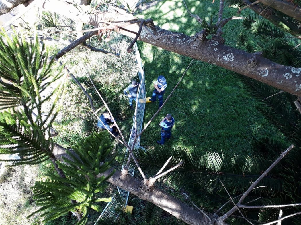 Charlie Cottrell-Jury's view from half-way up the Norfolk Pine. Mr Cottrell-Jury has climbed the tree to protest developers' plans to chop it down.