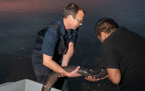 Releasing eels after tagging.