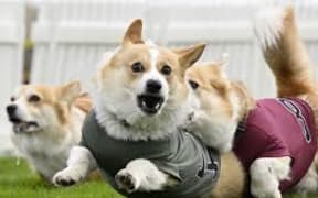 Corgi racing