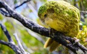 Bunker is one of four male kākāpō who will be living on the mainland after being translocated from Whenua Hou to Sanctuary Mountain Maungatautari.
