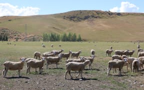 Sheep on a farm in Southland