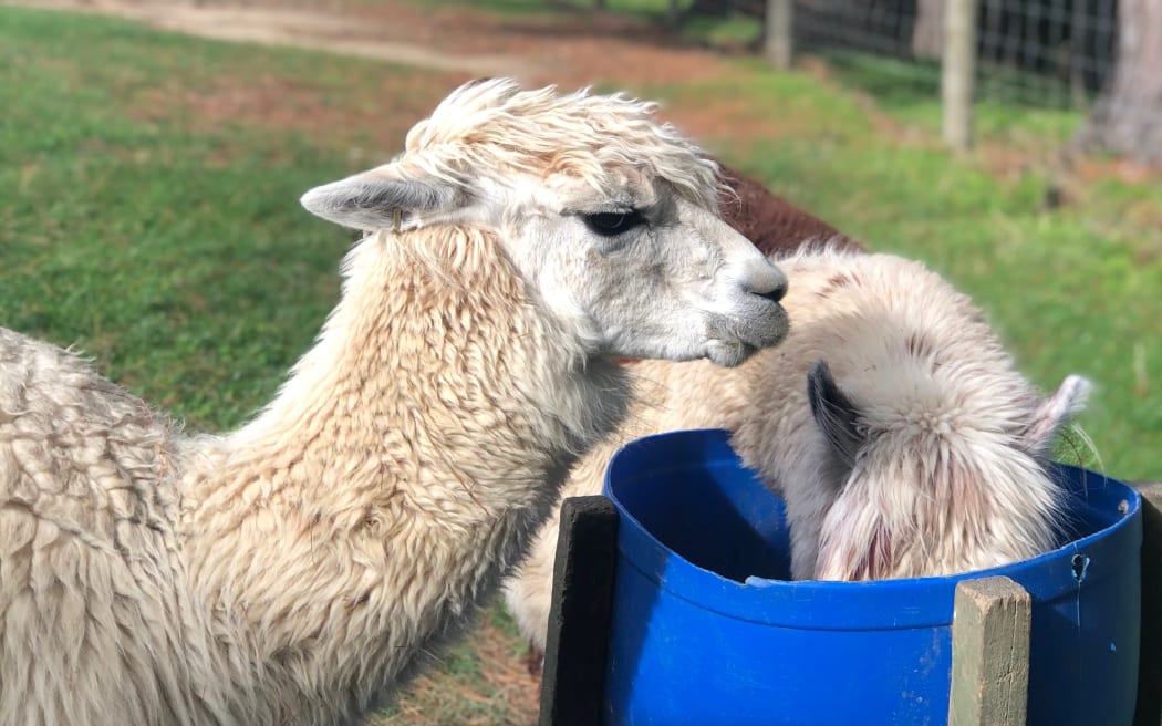 Alibaba and Katie the alpacas at Owlcatraz (Supplied)