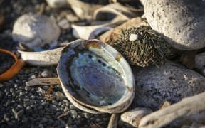 A pile of paua on the beach.