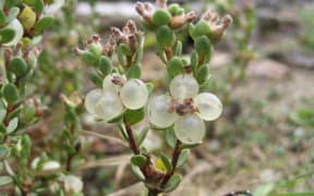 The tiny unloved shrubby plant faces imminent extinction.