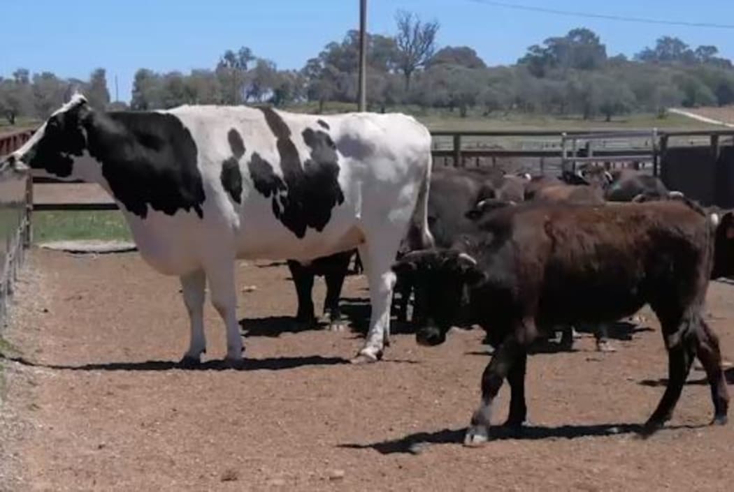 Knickers definitely stands out from the herd.