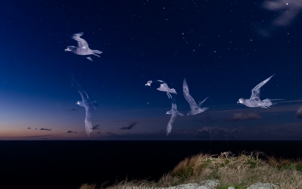 Oi Greyfaced Petrel
