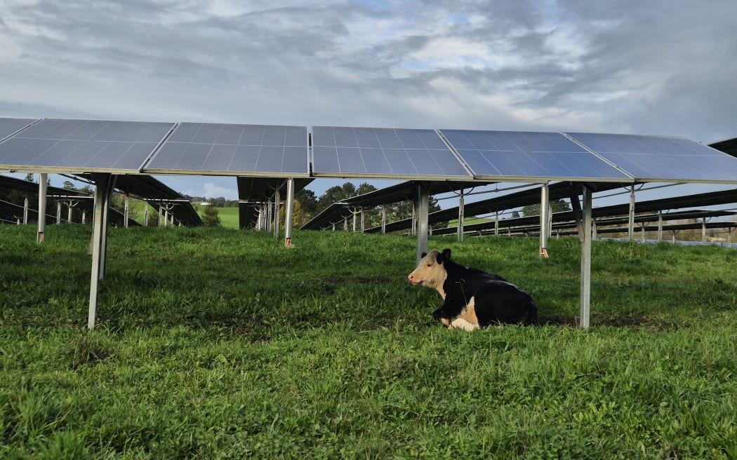 Agrivoltaics is the practice of solar systems that run alongside agriculture