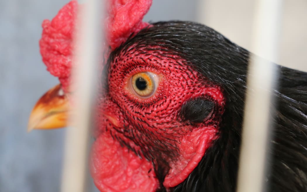 The National Poultry and Pigeon Show
