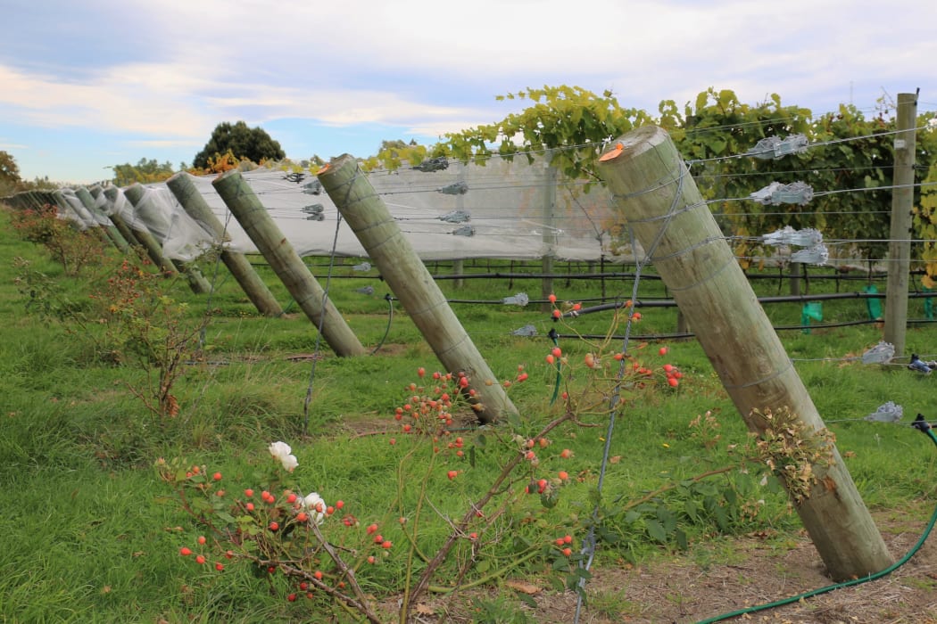 Pinot noir research vineyard