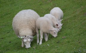 Sheep And Three Lambs