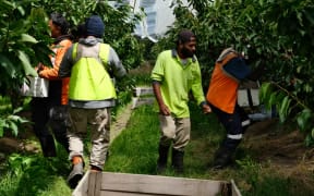The PALM scheme was introduced to fill jobs in industries such as agriculture, meat processing and aged care.   (ABC News: Lucy Cooper)