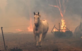 This picture taken on December 31, 2019 shows a horse trying to move away from nearby bushfires at a residential property near the town of Nowra in the Australian state of New South Wales.