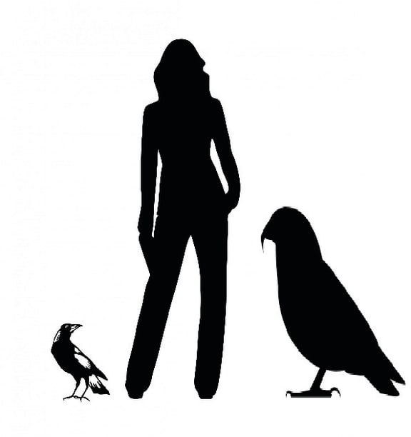 Graphic showing the Heracles inexpectatus silhouette next to an average height woman and common magpie.