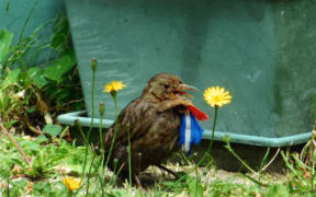 SPCA says birds are showing up in Wellington either distressed, or dead, after being decorated with tinsel, rings and other items.