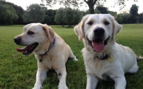 Pic of 'the girls' (Supplied)