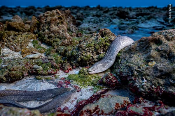Like an Eel out of Water by Shane Gross, Canada. A peppered moray eel in its element while hunting for carrion at low tide.