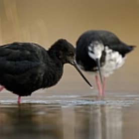 Photo for Kāki