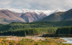 Pine forest Wairau River South Island. Forest. Forestry. Pine trees. Pinus radiata